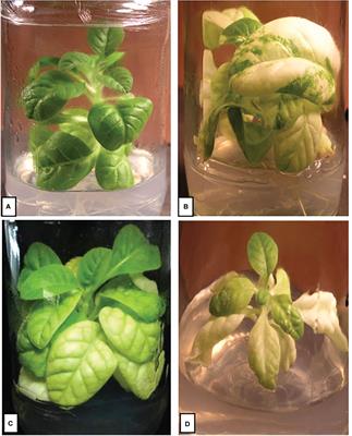 The tobacco chloroplast YCF4 gene is essential for transcriptional gene regulation and plants photoautotrophic growth